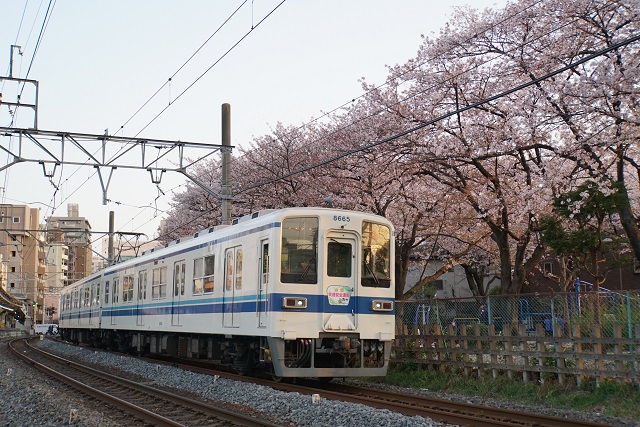 東武亀戸線 桜舞う 東あづま界隈7