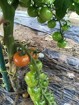 トマトに網 スイカに糸を 青い蛙の菜園日記 楽天ブログ