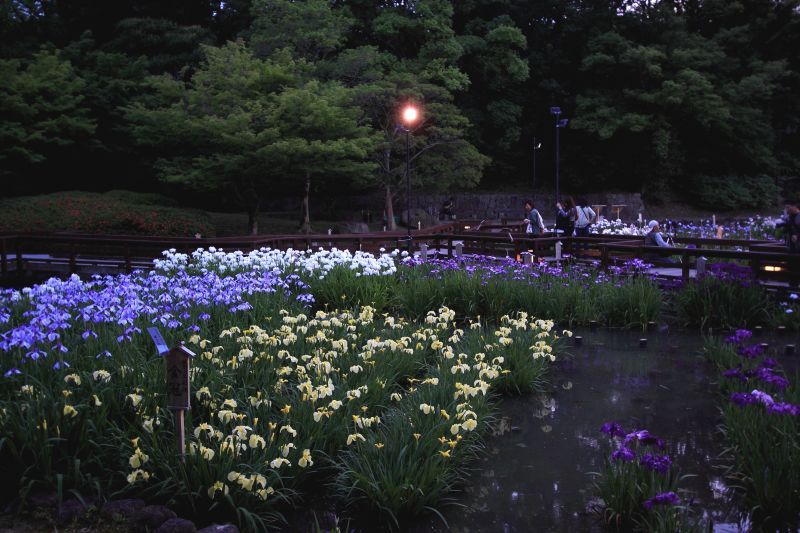 菖蒲園_003.jpg