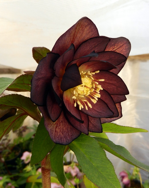 DSCN0742.JPG