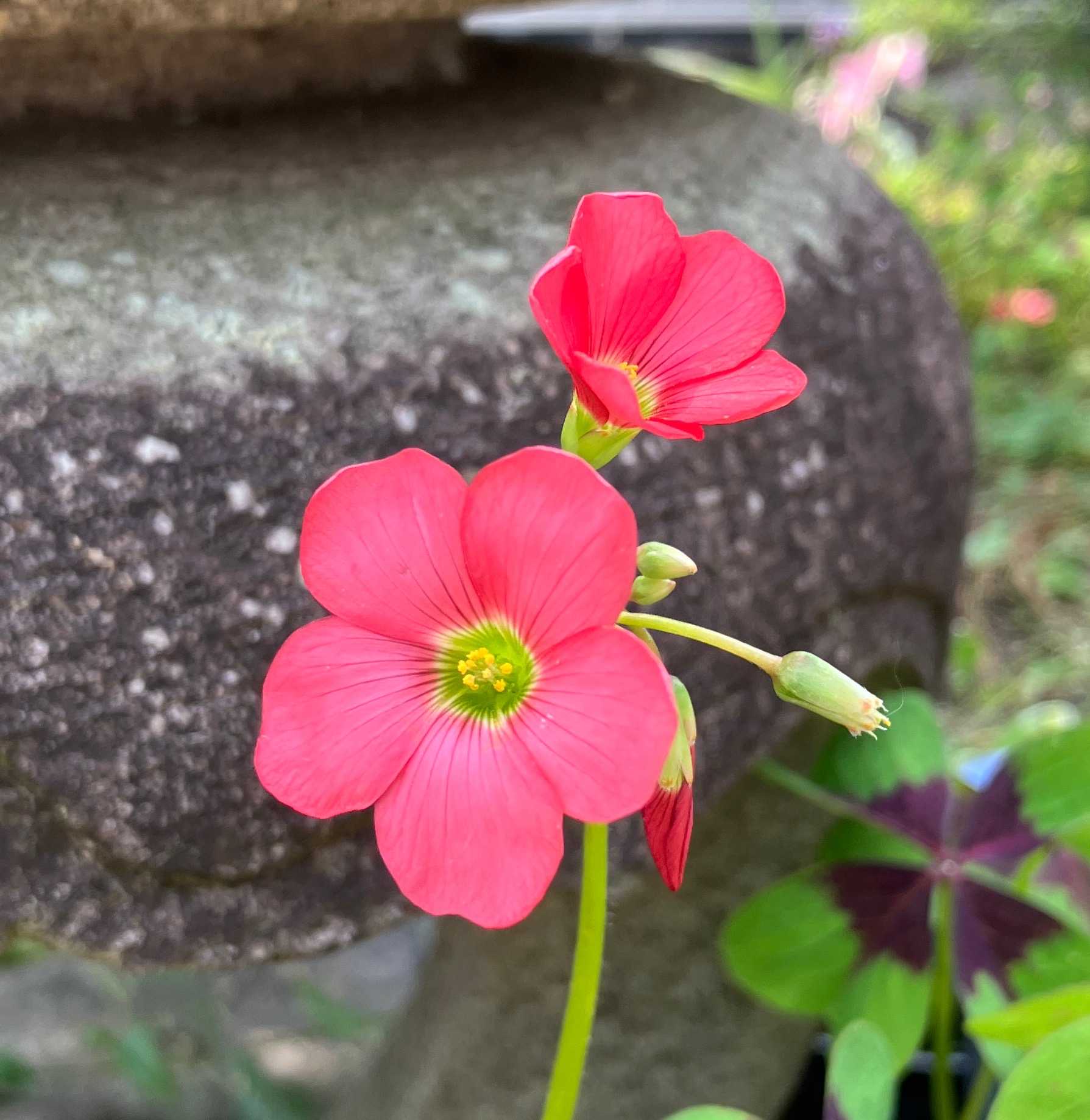 キンコジカ・モンカタバミ ドラキュラママ4141のブログ 楽天ブログ