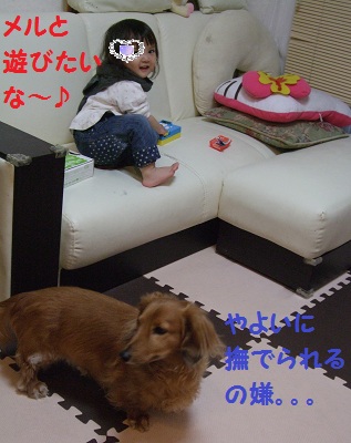 無理だワン
