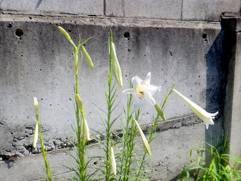 道路際で咲く花