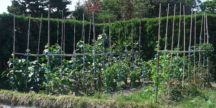 2012 畑3（現在）.jpg