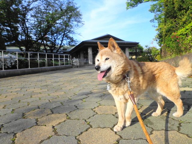 癒しの柴犬さん達 柴犬 カイ と茶トラ にゃん のブログへようこそ 楽天ブログ