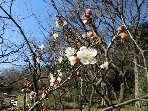 小石川後楽園にて