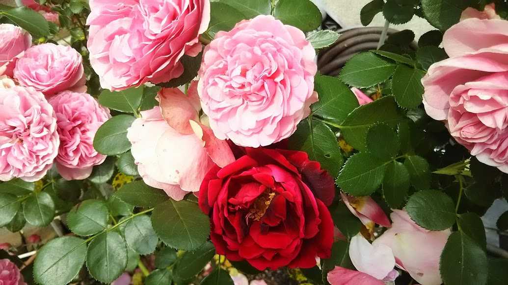 Sub Rosa 秘密の薔薇の庭
