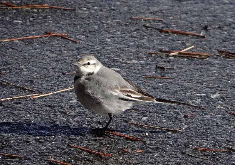 DSC00432 (800x562).jpg