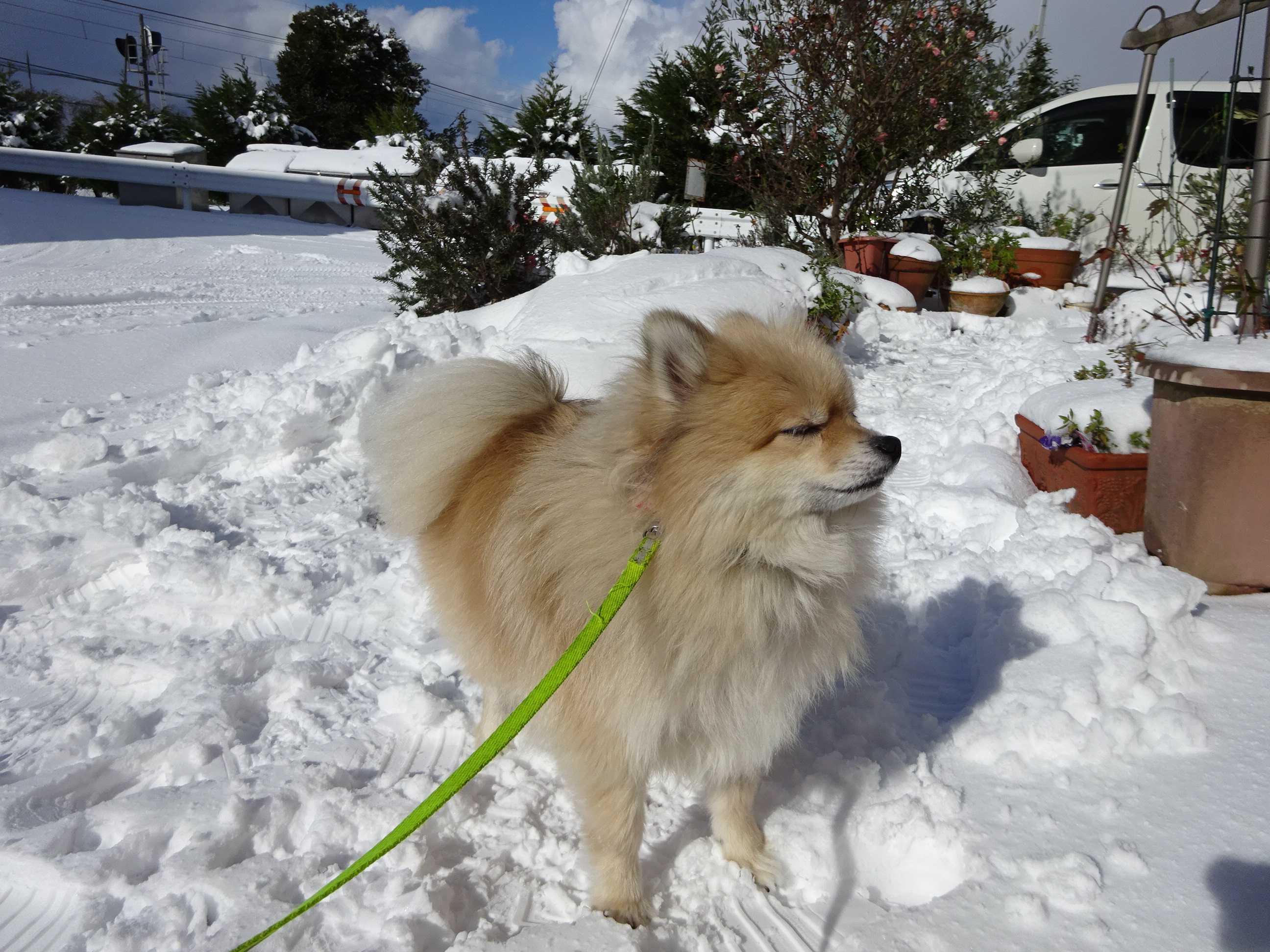 犬 ポメラニアン ぷにぷに にくきゅうくらぶ 楽天ブログ