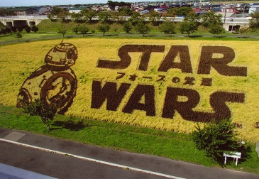 田んぼアート４