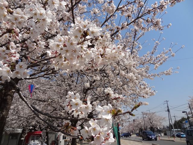 桜
