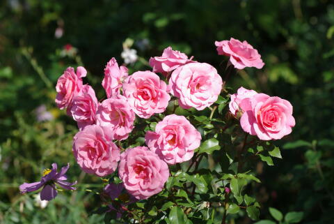 横浜イングリッシュガーデンの薔薇