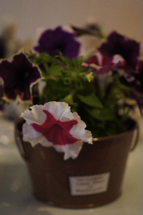 2015_0611切り花0017.JPG
