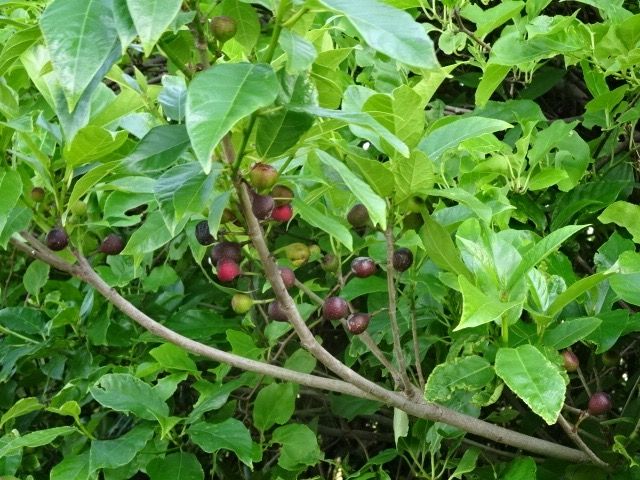 実のなる木 あんず の ブログ 楽天ブログ