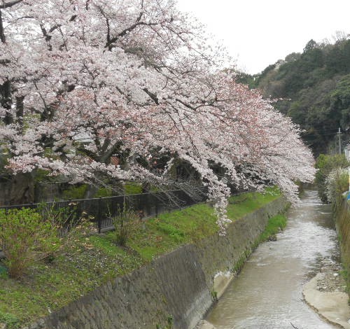 2016‐4　真如堂下・白川添いの桜.jpg