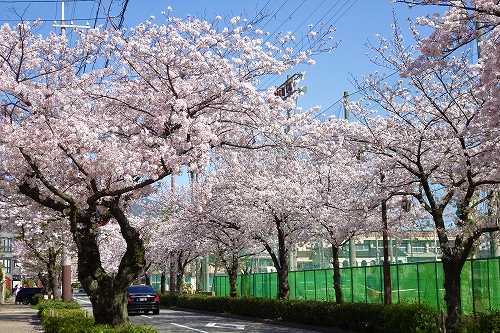芦屋市内の桜は満開です 21 3 31 空と海と花 芦屋ガーランド 花冠 楽天ブログ