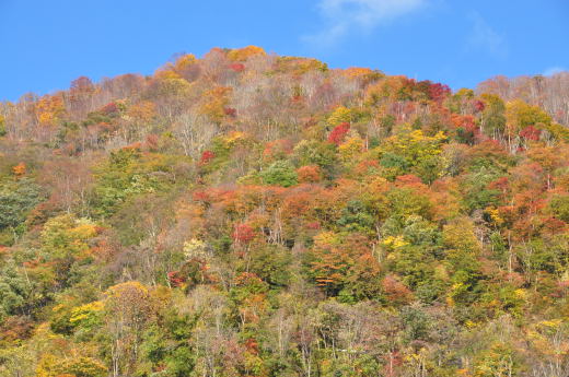 馬場島　紅葉