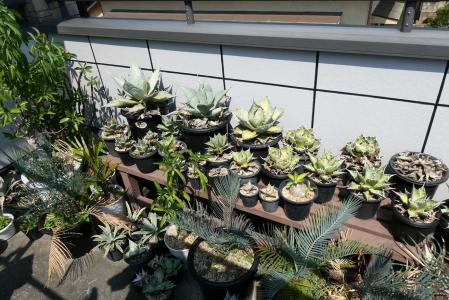 アガベ・ポタトラム・ベビーティース(Agave potatorum 'Baby