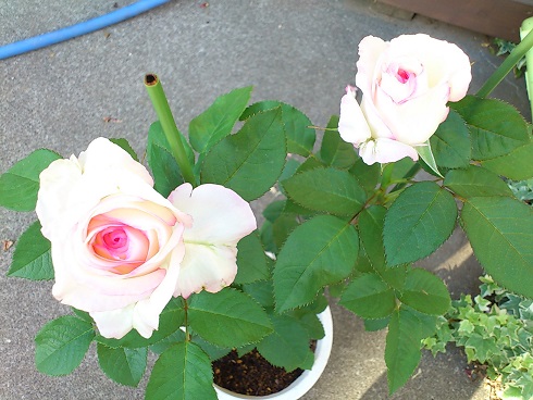 ムーンストーン　2013.5.31A.jpg