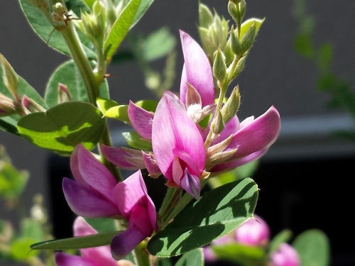 20150726_110459 (500x375).jpg