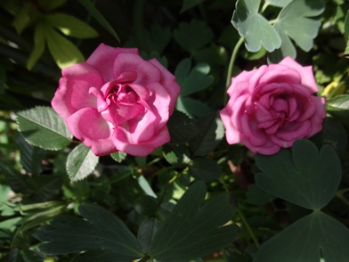 DSC00590.jpg