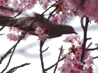 桜の蜜を吸う鳥 Habseligkeiten 楽天ブログ