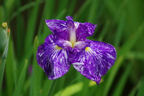 小石川後楽園の花菖蒲