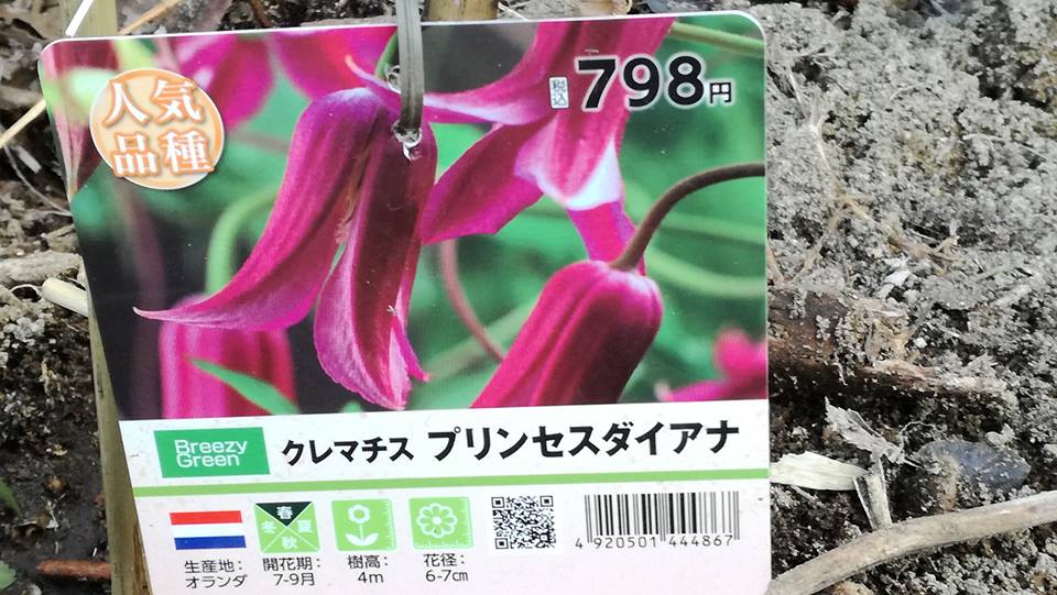 種子から咲いた花 話 和 輪のガーデニングと園芸 楽天ブログ