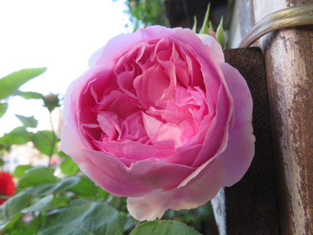 やられた バラハキリバチの被害とバラの消毒 今日のバラ ばぁばの薔薇の花園 楽天ブログ