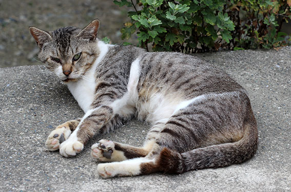 我が家のニャンコ♪2014/06/21-2