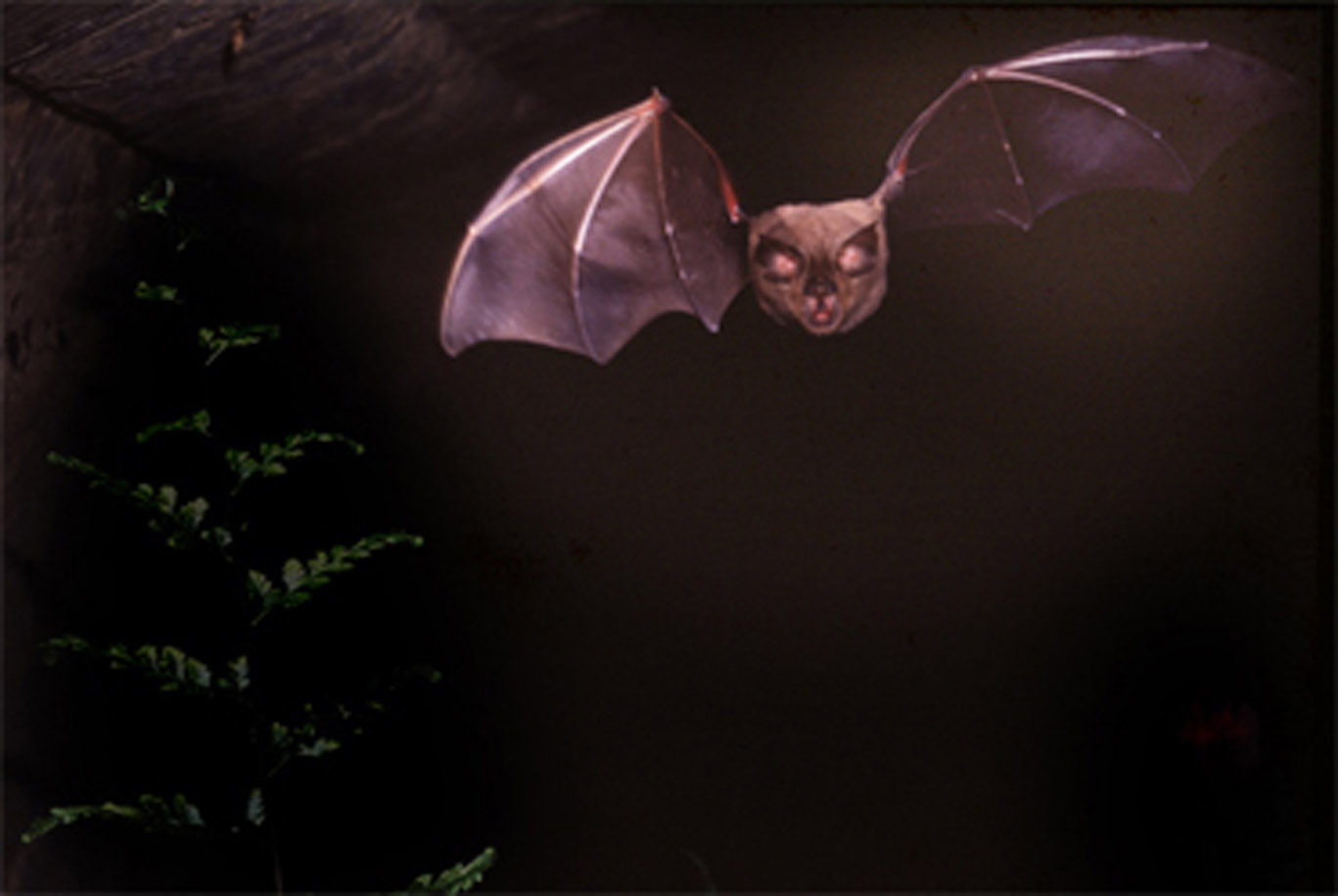 8.コウモリ6.20R.jpg