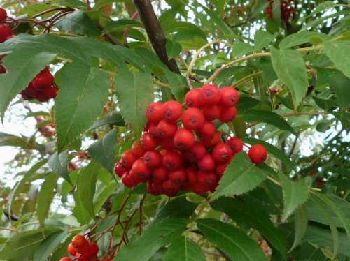 P1150491 (500x374).jpg