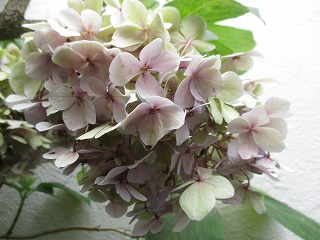 IMG_5048ss.jpg