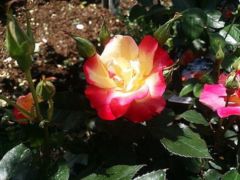 IMG_20160417_122113.jpg
