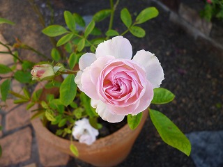 P1240649ss.jpg