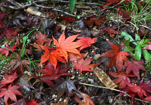 浄瑠璃寺（モミジ）　26.11.10-2_edited-1.jpg