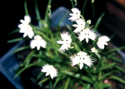 あらき山撮影サギそう