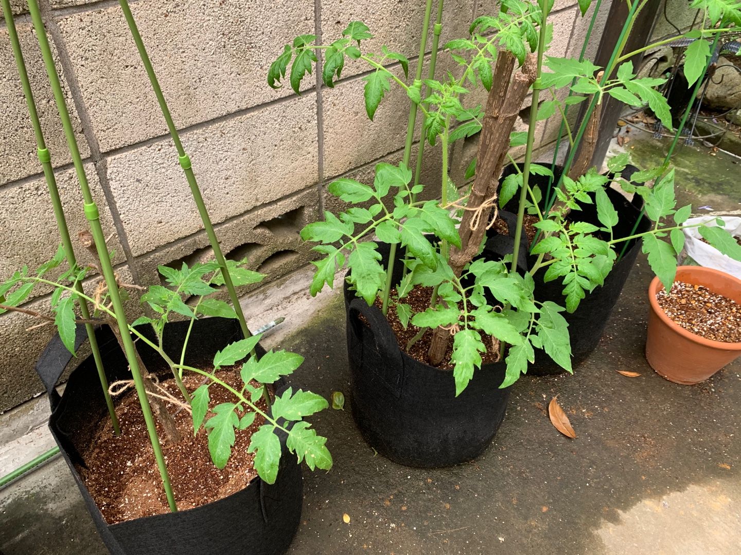 3ページ目の 負け犬の小庭 負け犬のヨーガなエコライフ 楽天ブログ