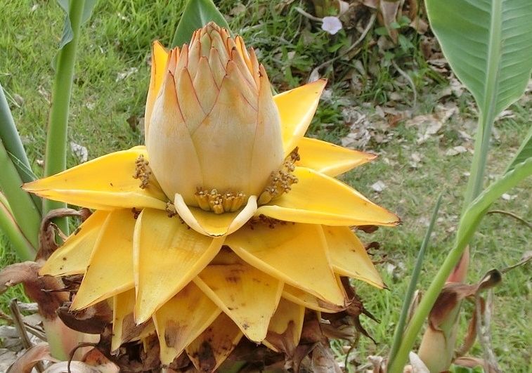 京都府立植物園で見た花 チュウキンレン他 だい のひとりごと 楽天ブログ