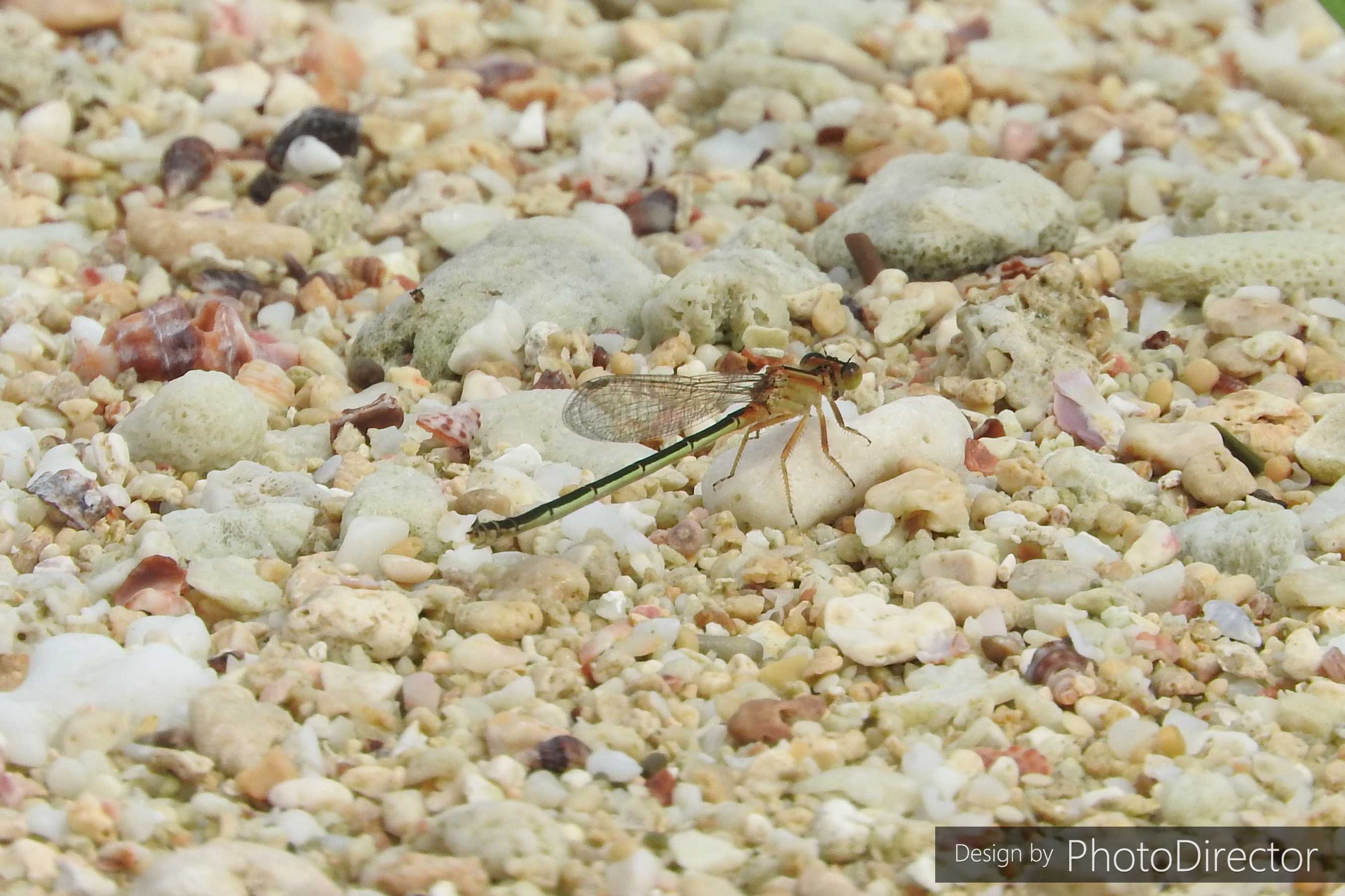 カテゴリ未分類 ねこログ 楽天ブログ