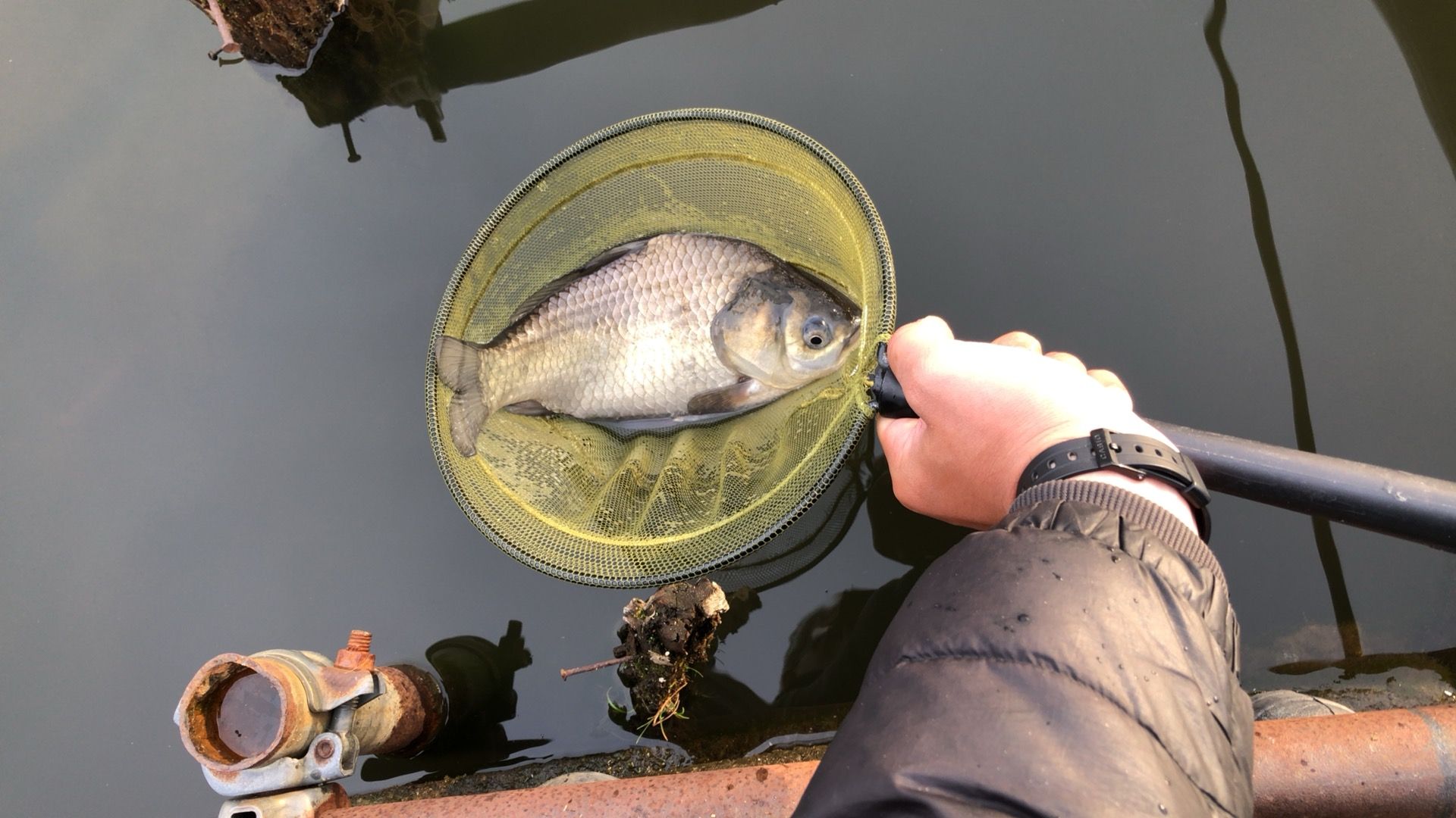 新潟市秋葉区でヘラブナ 鯉釣り ヘラブナ釣り 鯉釣り 楽天ブログ