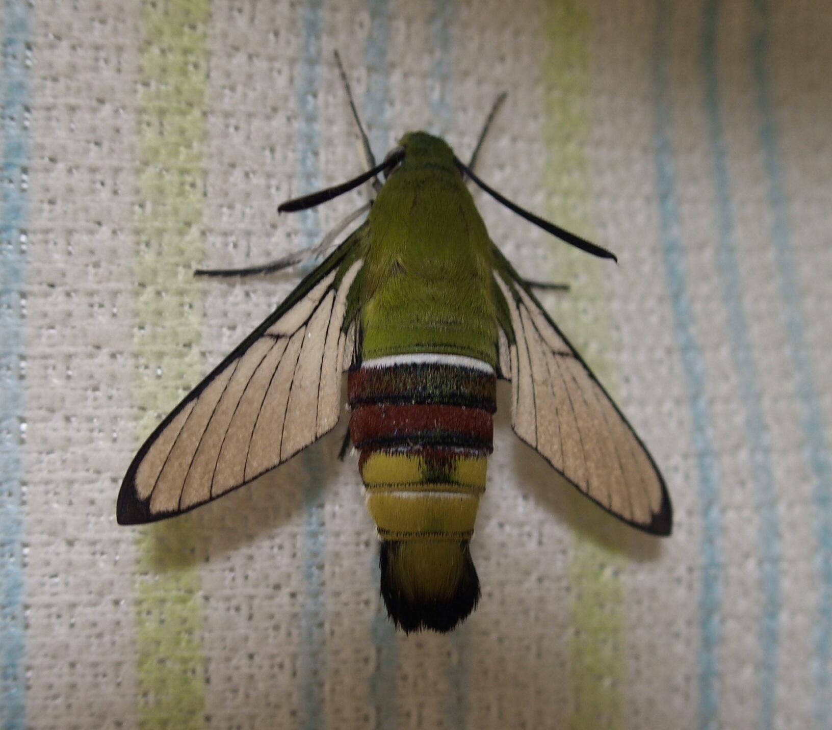 昆虫 の記事一覧 もりくまの単なる日記 楽天ブログ
