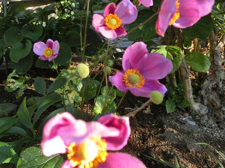 シュウメイギク