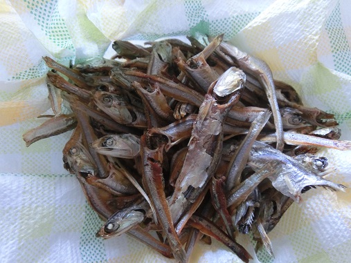 カタクチイワシ