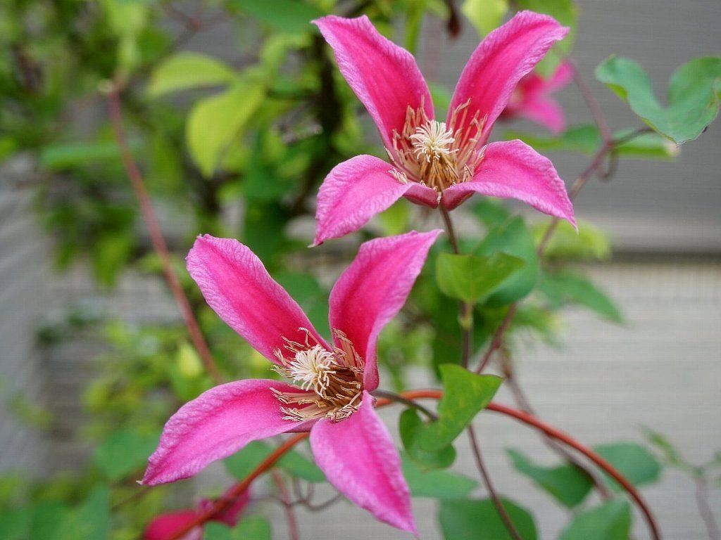 鉄線花 Isamuの写真俳句 四季の森空間 楽天ブログ