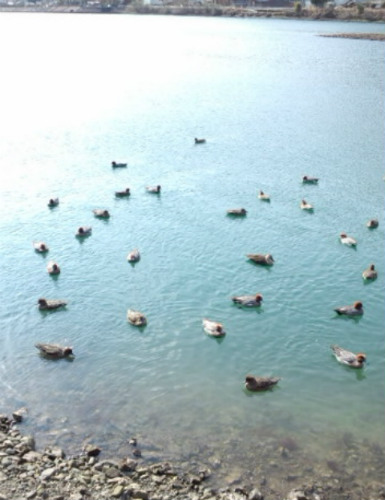 kamo1203.jpg