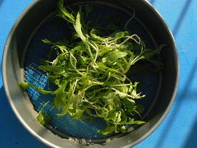 121024間引き菜.JPG