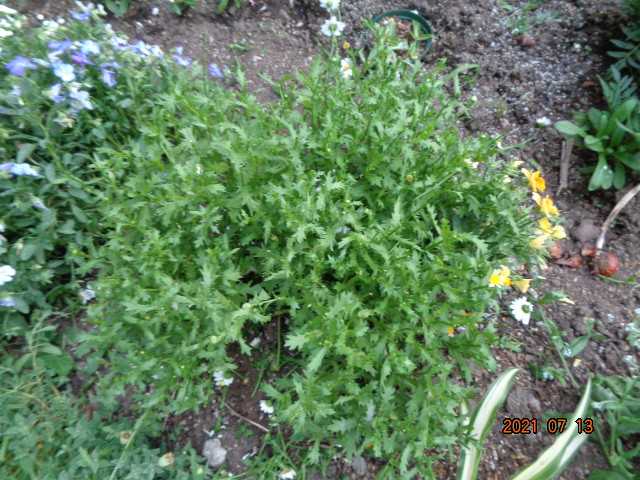 ノースポールの切り戻し インパチェンスの暑さ対策 アリッサムが盛りです 小さな花宇宙 そして それから 老いふたりの小宇宙 楽天ブログ