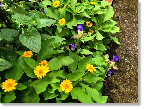 ヤナギバルイラソウ ゴーヤ 末摘む花の雑記帳 楽天ブログ ヤナギバルイラソウ ゴーヤ 末摘む花の雑記帳 楽天ブログ