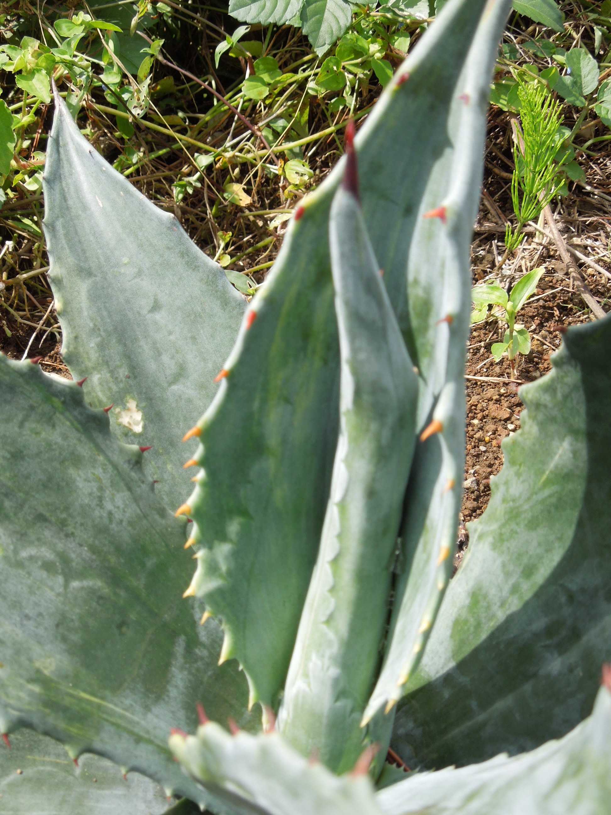 通販激安】 アメリカーナ 縞斑 子株 斑入り 地植え 耐寒 植物/観葉植物 